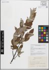 Foto von Salix glauca L.